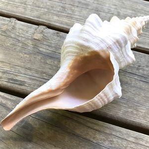 BIG Conch Shell Beach Vacation Florida Home Decor